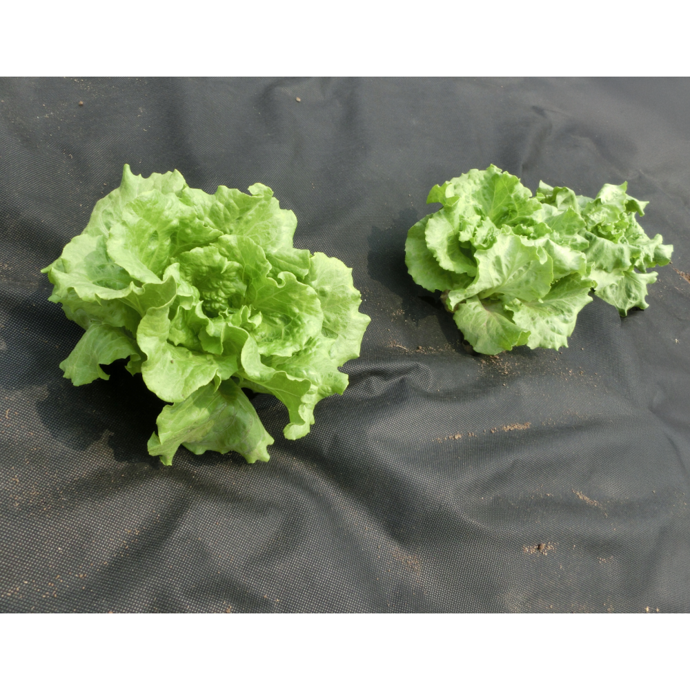 Záhradná agrotextília, 1x20 m, 50 g, čierna, TIARA TYP 2